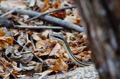 Salvadora lemniscata