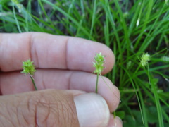 Carex leavenworthii