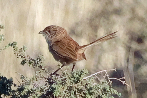 Thick-billed Grasswren