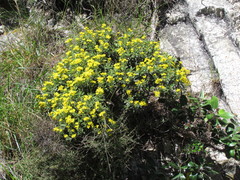 Brachyglottis monroi