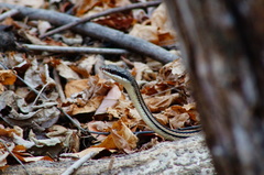 Salvadora lemniscata