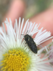 Acmaeodera tubulus