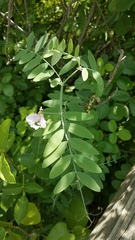 Lathyrus jepsonii californicus
