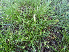 Carex leavenworthii