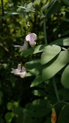 Lathyrus jepsonii californicus