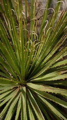 Dasylirion berlandieri