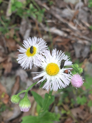 Acmaeodera tubulus