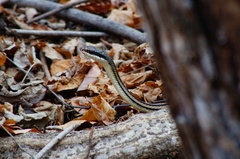 Salvadora lemniscata