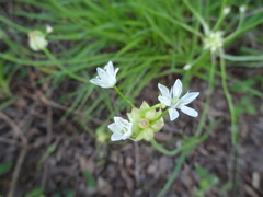 Allium canadense