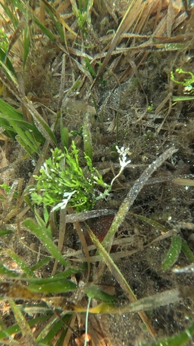 Halimeda incrassata observed 2026-07-30