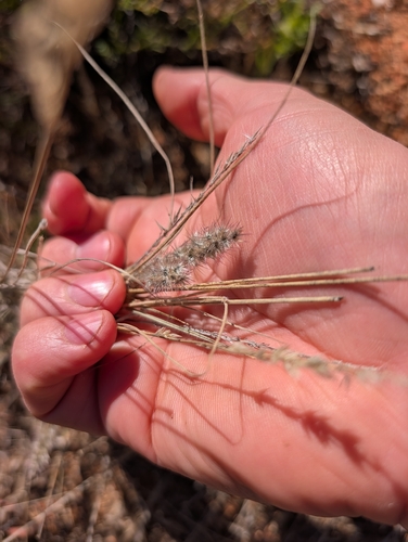 Enneapogon polyphyllus