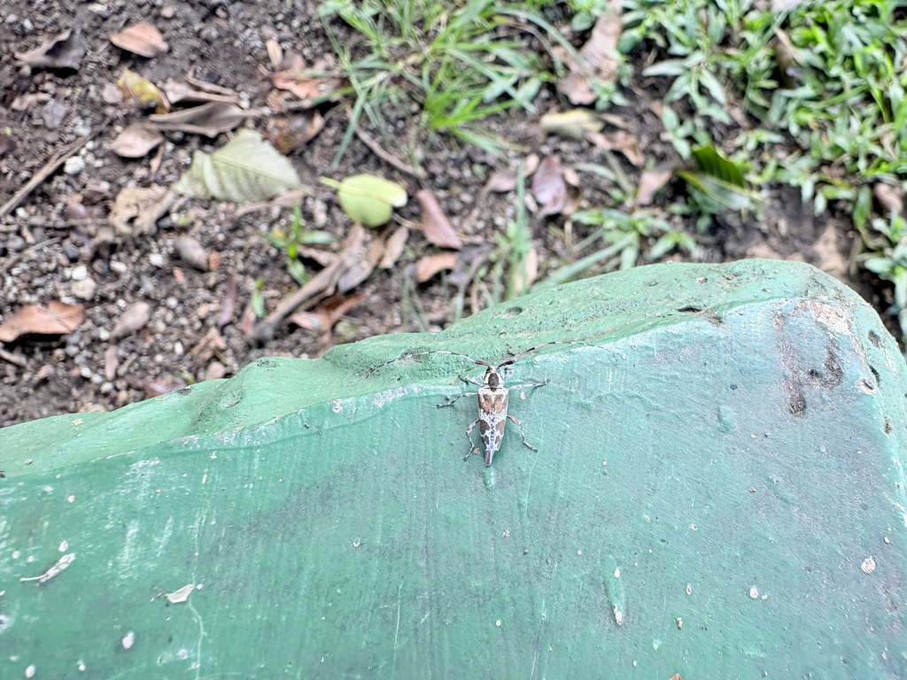 Colobothina
