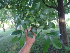 Fraxinus pennsylvanica
