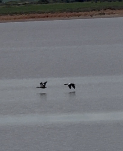 Australian Shelduck