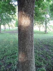 Fraxinus pennsylvanica