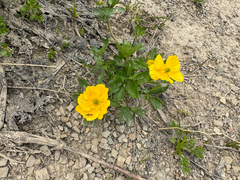 Ranunculus eschscholtzii, photograph (c) Caleb Catto, some rights reserved (CC BY)