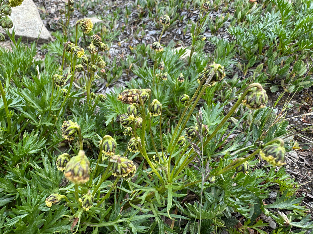 Artemisia norvegica; photograph (c) Caleb Catto, some rights reserved (CC BY)