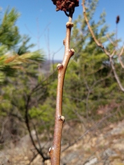 Rhus × borealis
