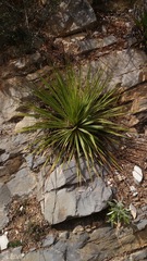 Dasylirion berlandieri