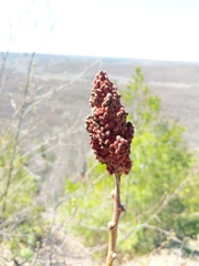 Rhus × borealis