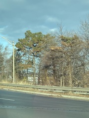 Pinus