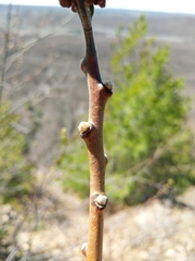 Rhus × borealis