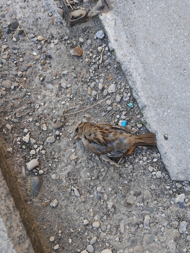 House Sparrow