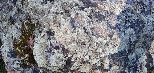 Concentric Ring Lichen