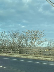 Acer negundo