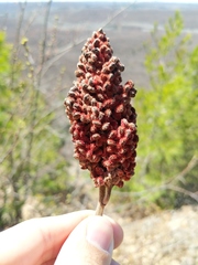 Rhus × borealis