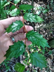 Aphananthe philippinensis