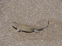 Liolaemus multimaculatus