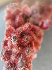 Rhus × borealis