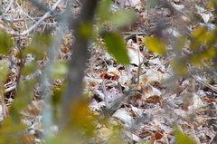 Salvadora lemniscata