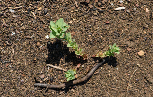 Euphorbia spathulata