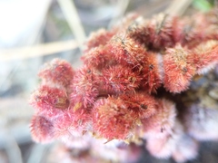 Rhus × borealis