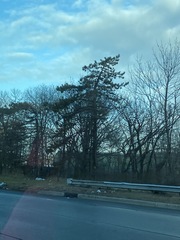 Pinus