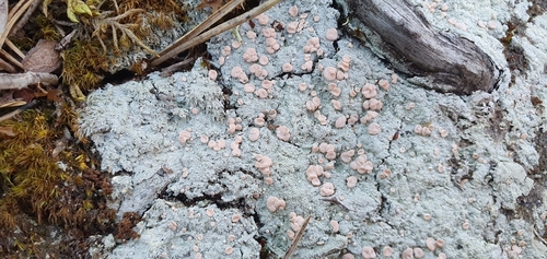 Candy Lichen