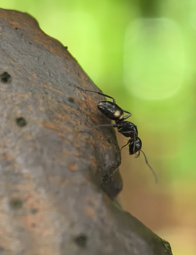 Four-spotted Carpenter Ant