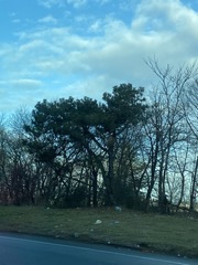 Pinus