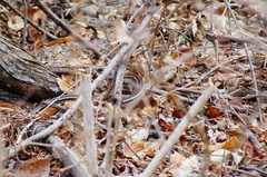 Salvadora lemniscata