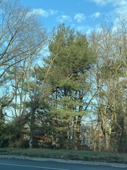 Pinus strobus