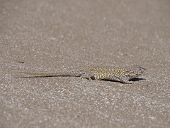 Liolaemus multimaculatus