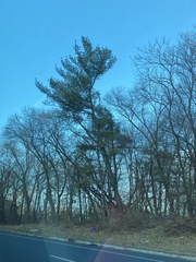 Pinus strobus