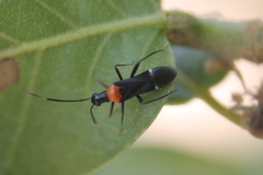 Pseudoxenetus regalis