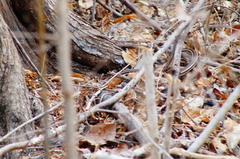 Salvadora lemniscata