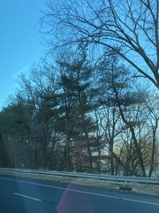 Pinus strobus