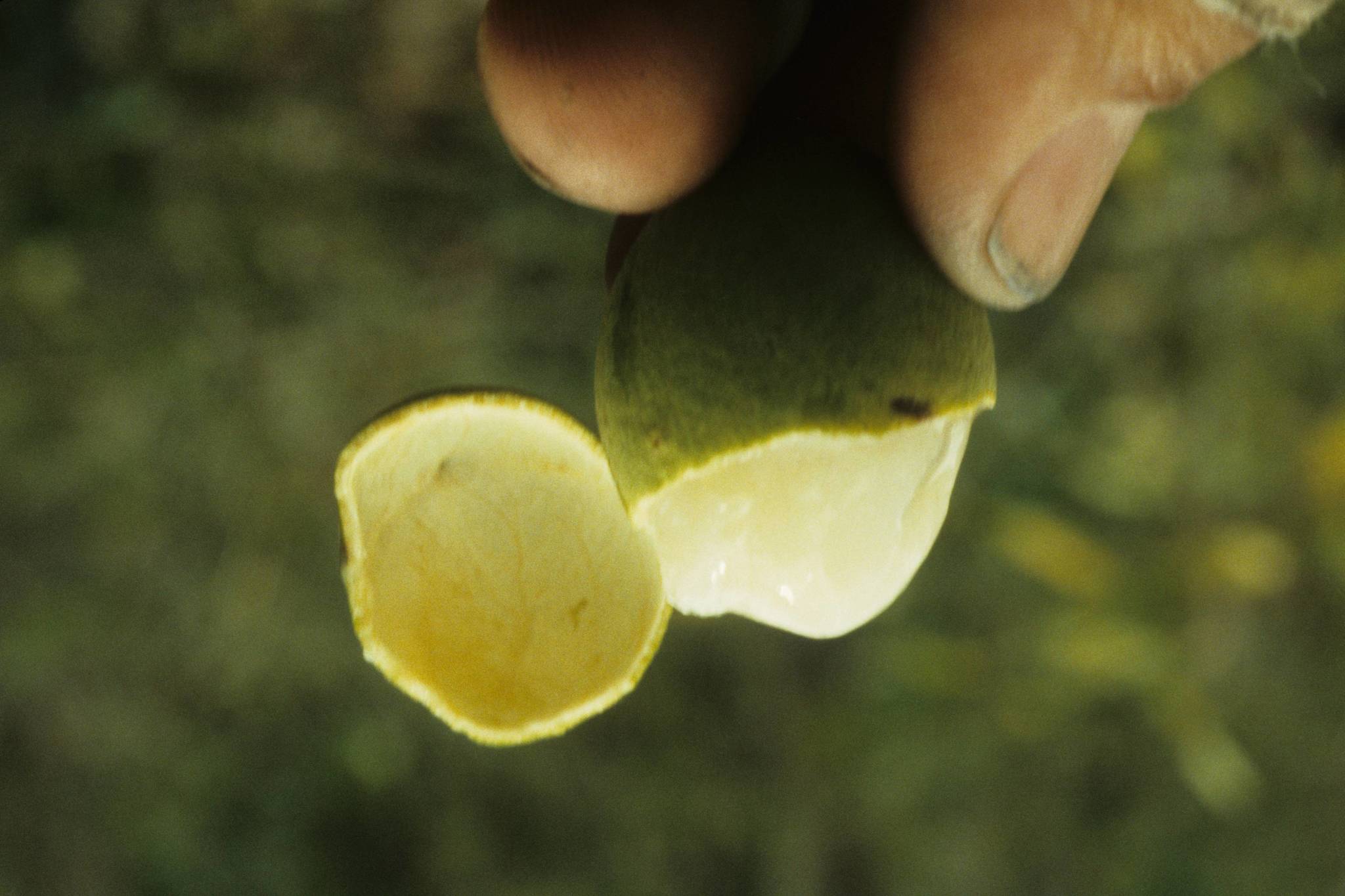 Melicoccus