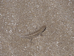 Liolaemus wiegmannii