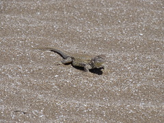 Liolaemus multimaculatus